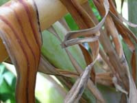 the phases of a banana leaf