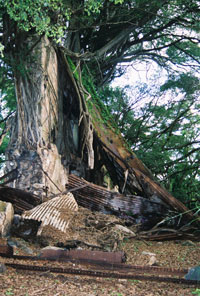Banyan tree in old Sugar Mill