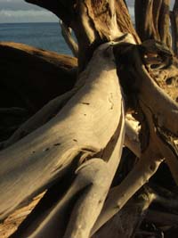 driftwood in lahaina