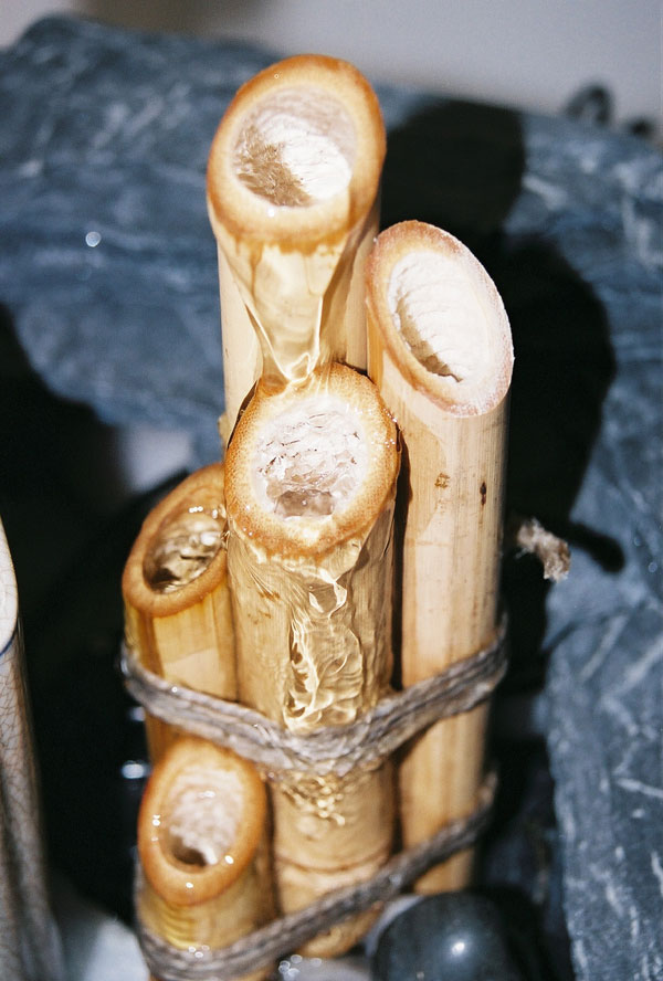 Fountain Bamboo Close Up