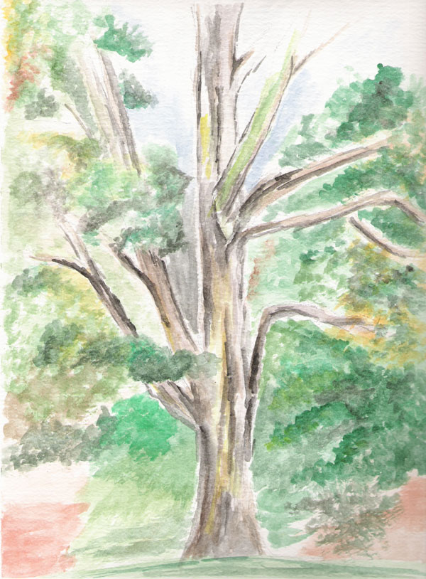 Fall Tree Study 1