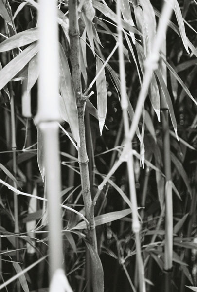 bambootrees