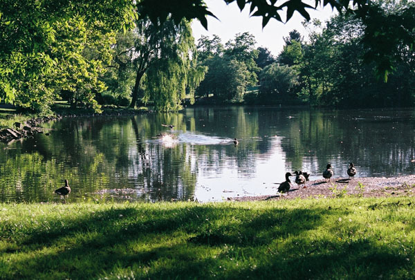 summerpond