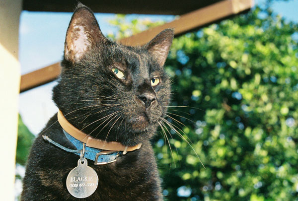 blackie