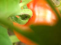 DSCN0585