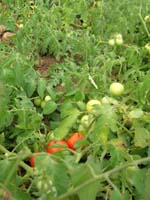 DSCN0598