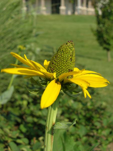 DSCN0981