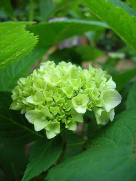 DSCN1020