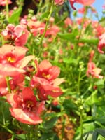DSCN1070