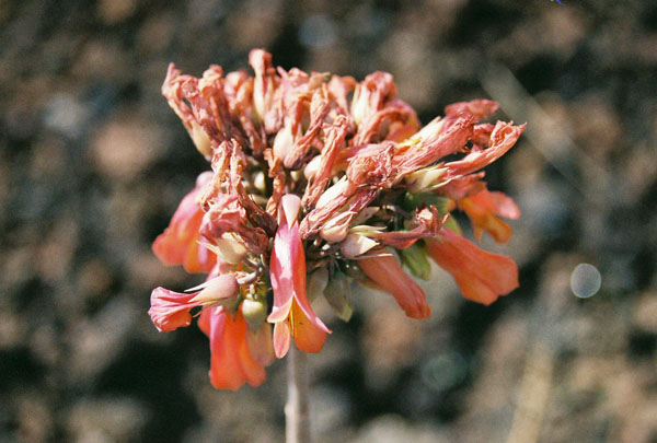dyingflower