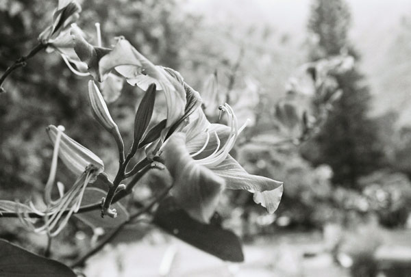 flower2