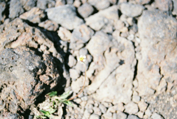 flowerrock