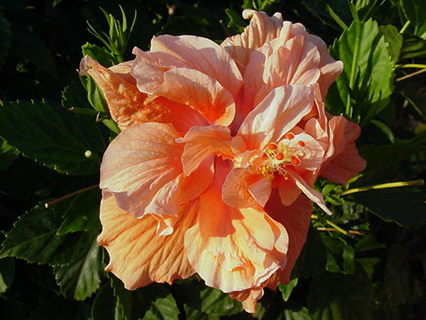 hibiscus