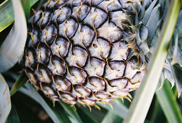pineappleside