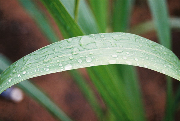 sugarcanewater